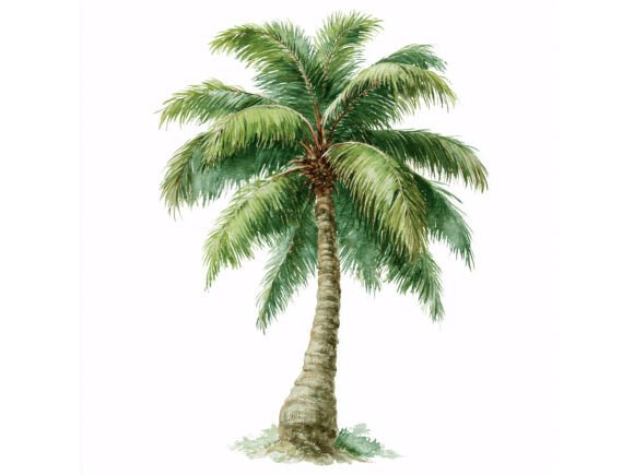 Download 16 JPG Palm Tree Watercolor Set - Set Collection